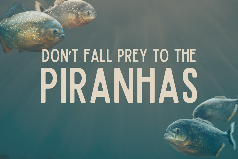 Don't fall prey to the piranhas is written in the center on a blue grey watery background with two piranhas in the upper left-hand corner and two piranhas in the lower right-hand corner.